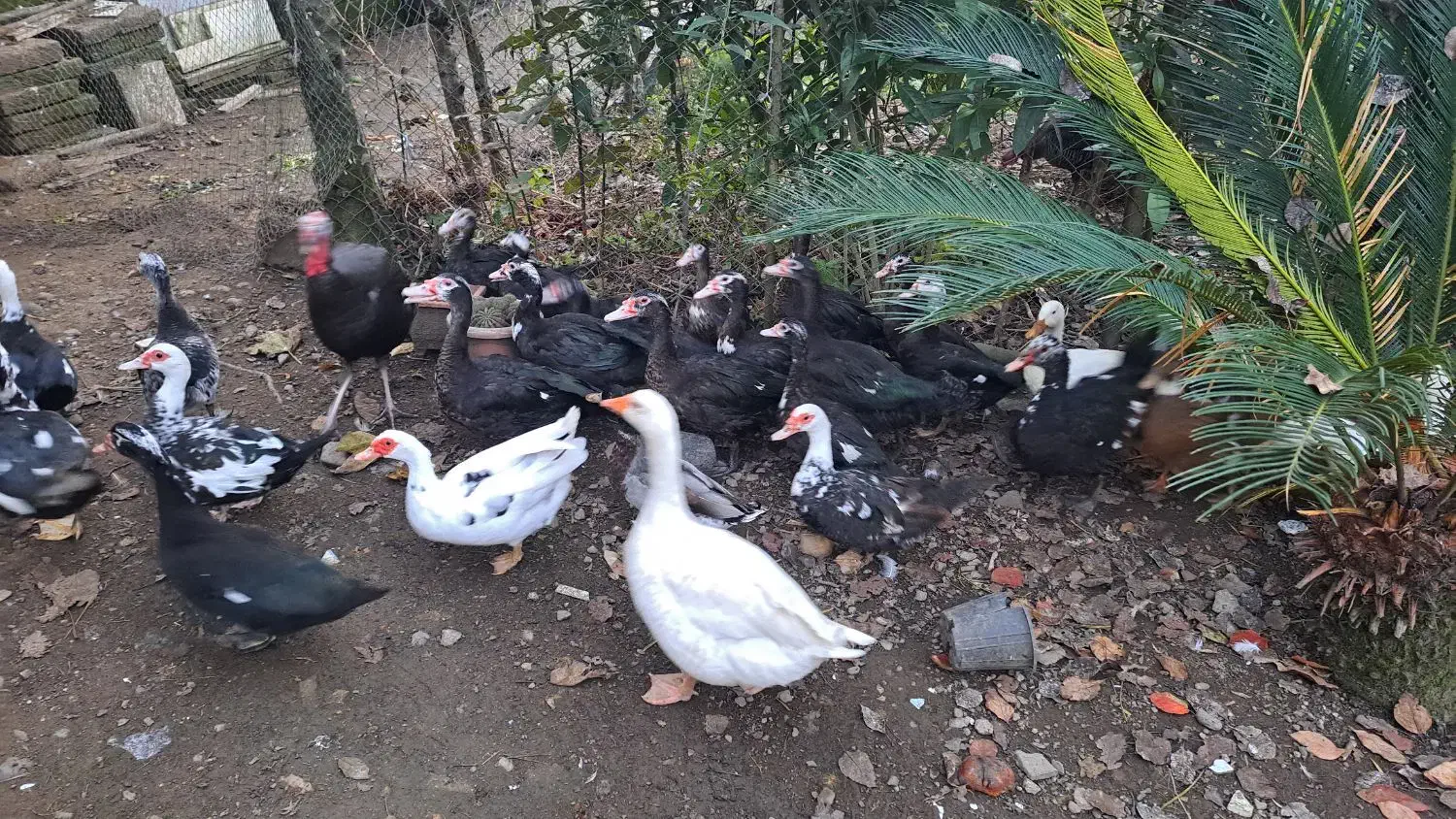 فروش اردک محلی و اسرائیلی و قاز و بوغلمون|حیوانات مزرعه|پرهسر, |دیوار