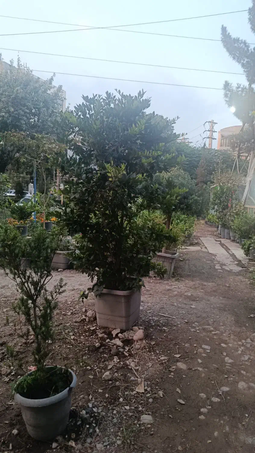 انواع گل و گلدان به صورت تک و عمده|گل و گیاه طبیعی|کرج, فاز ۳ مهرشهر|دیوار