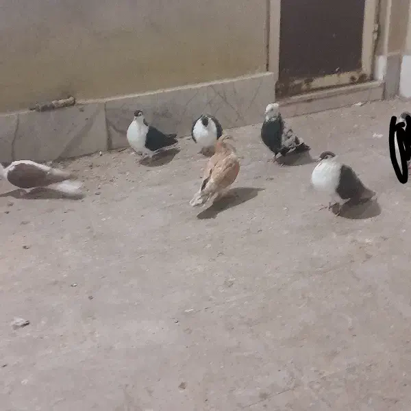 کبوتر صید رنگی|پرنده|مشهد, وحید|دیوار