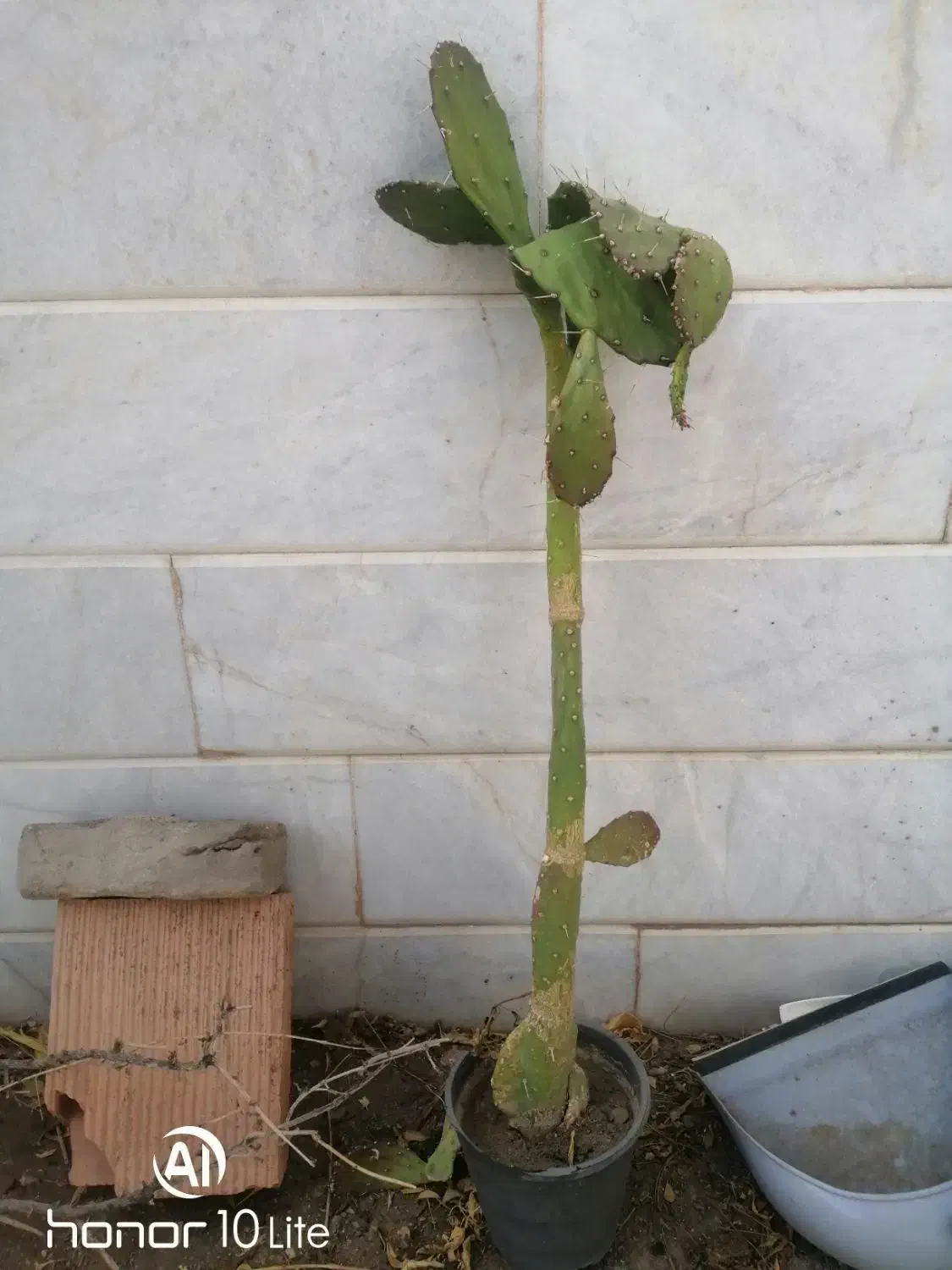 چهار تا گلدان کاکتوس بزرگ توافقی به فروش میرسد|گل و گیاه طبیعی|سبزوار, توحیدشهر|دیوار