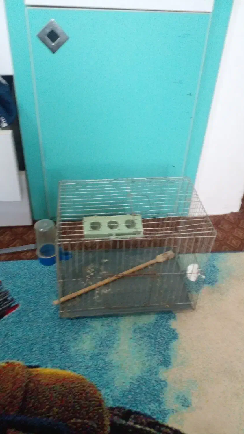 قفس کوچک پرنده|لوازم جانبی حیوانات|دابودشت, |دیوار