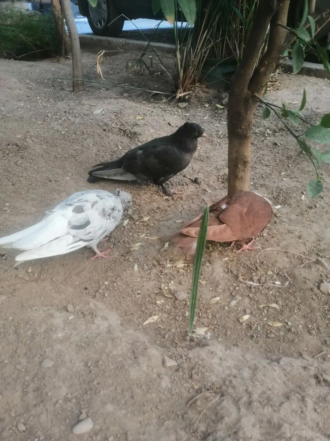 کبوتر|پرنده|شیراز, حافظیه|دیوار
