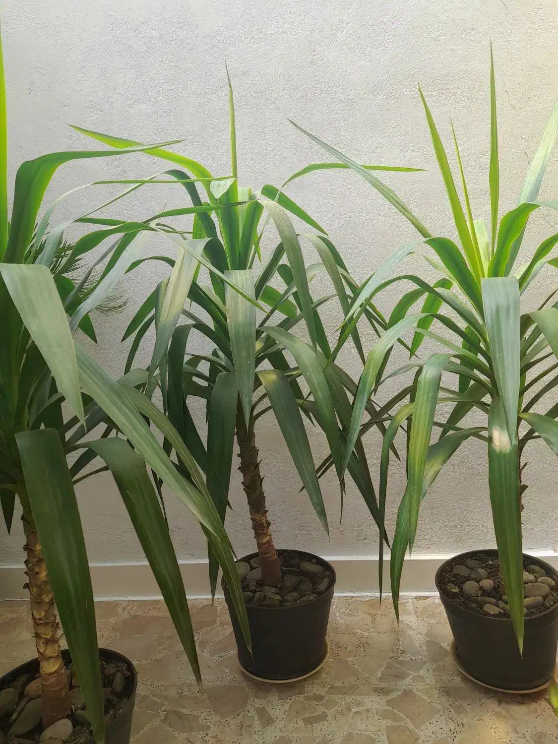 انواع  گلها  سیکاس ویوکا|گل و گیاه طبیعی|رشت, پیرکلاچای|دیوار