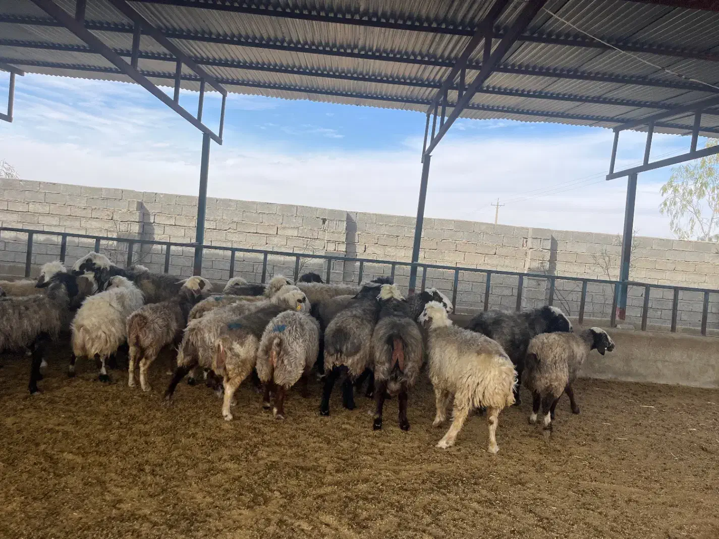 فروش میش آبستن / و تعداد ۸ راس قوچ/میش بره دار|حیوانات مزرعه|کازرون, |دیوار