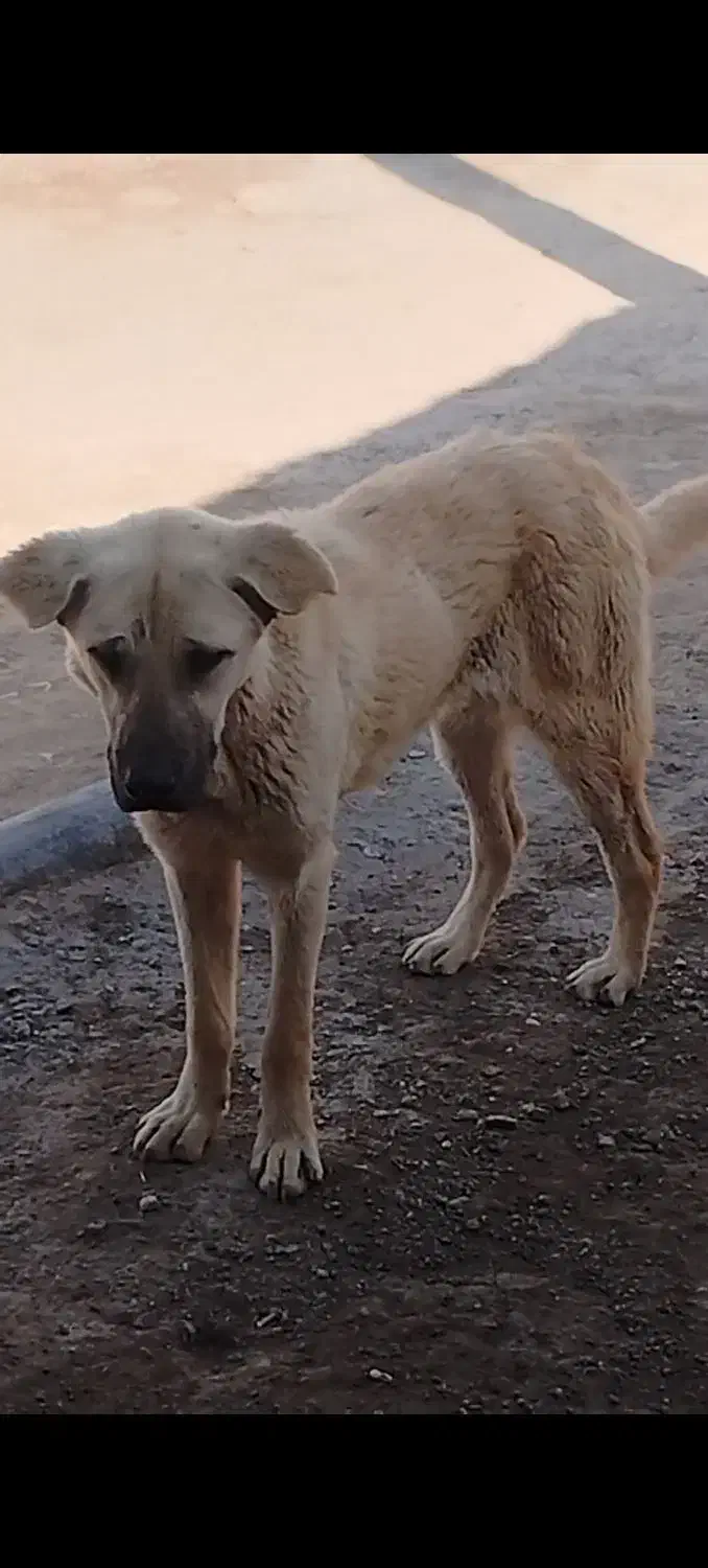 زنجان دندی|سگ|ماهنشان, |دیوار