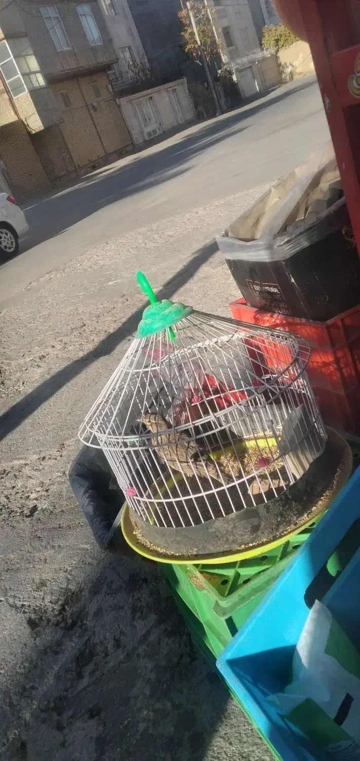 سهره خاکی|پرنده|بجنورد, |دیوار