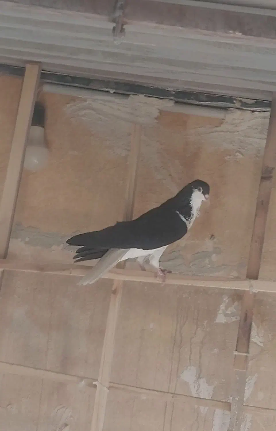 سیاهپوش|پرنده|محمدیه-قزوین, |دیوار