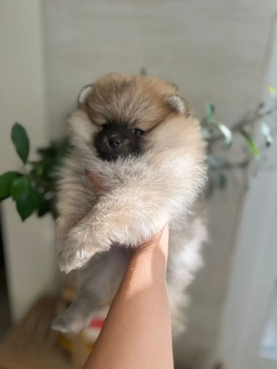 پامرانین جیبی|سگ|اصفهان, مرداویج|دیوار