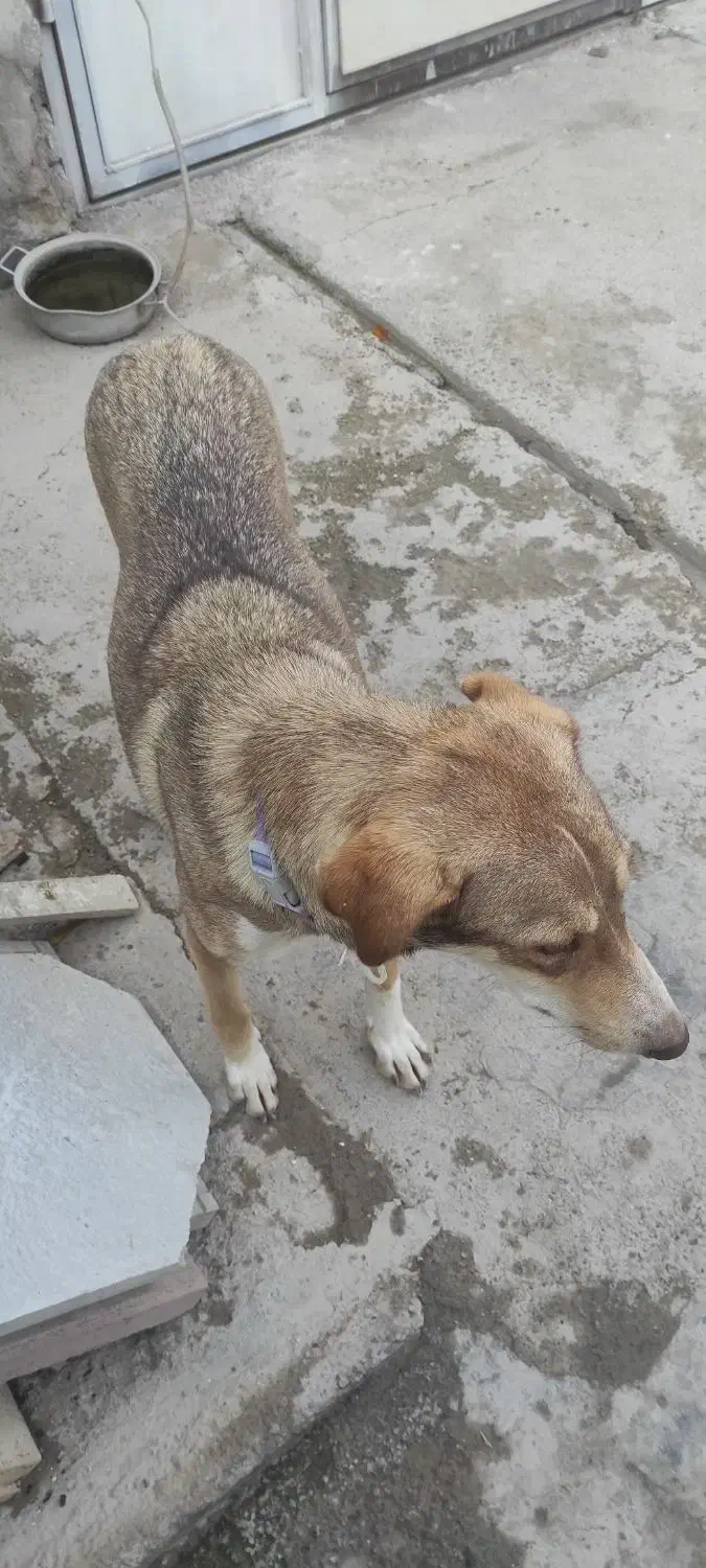 سگ دورگه هاسگی ماده 18ماهه|سگ|خرم‌آباد, |دیوار