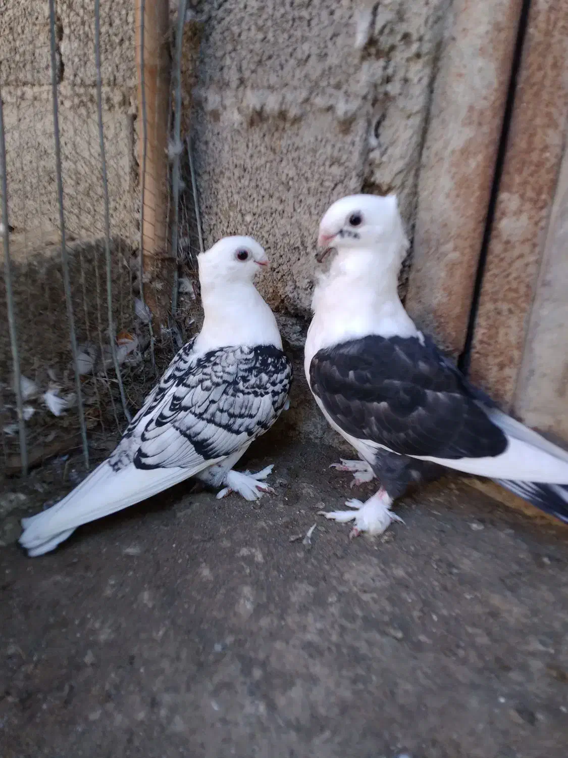 کبوتر بلژیکی سیلور فروشی|پرنده|بابل, |دیوار