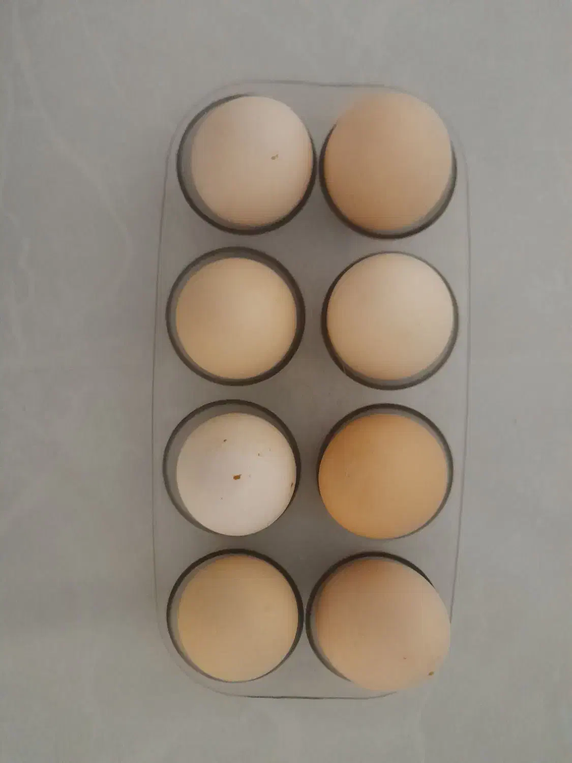 تخم مرغ نطفه دار گلین|حیوانات مزرعه|شهرضا, |دیوار