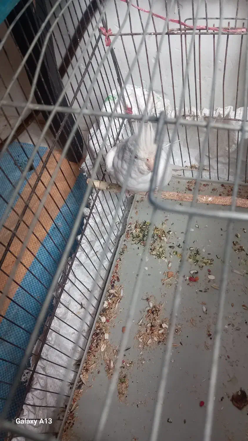 عروس هلندی نر دستی با ماده سفید قناری نر زرد|پرنده|نهاوند, |دیوار