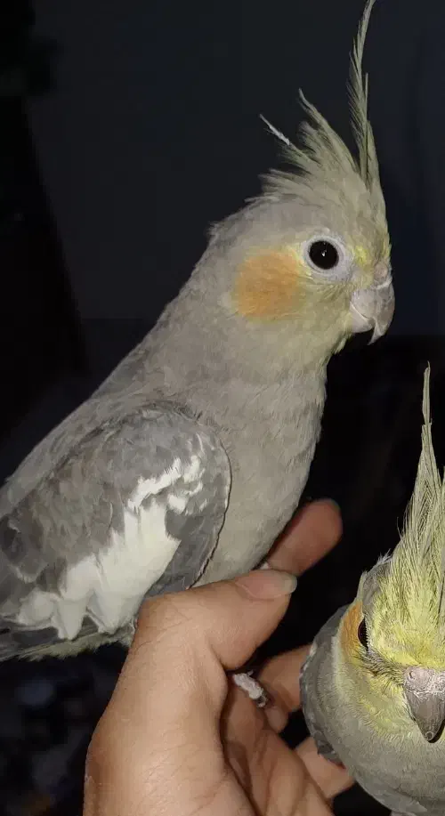 پرنده|پرنده|بندرعباس, |دیوار