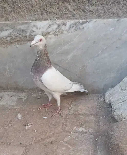 کله هما هفرنگ نر بیرونی|پرنده|سبزوار, باهنر|دیوار