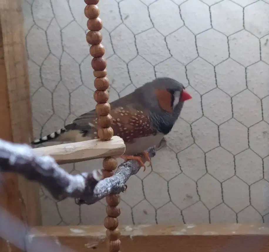 فنچ کینگ|پرنده|لنگرود, |دیوار