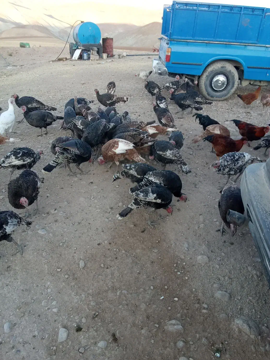 60عد بو قلمو|حیوانات مزرعه|هشترود, |دیوار