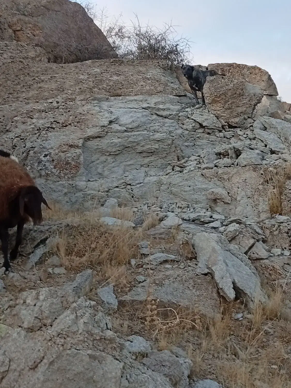 سگ سرابی گله ماده|سگ|سراب, |دیوار