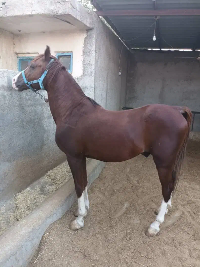 فروش اسب|اسب و تجهیزات اسب‌سواری|میناب, |دیوار