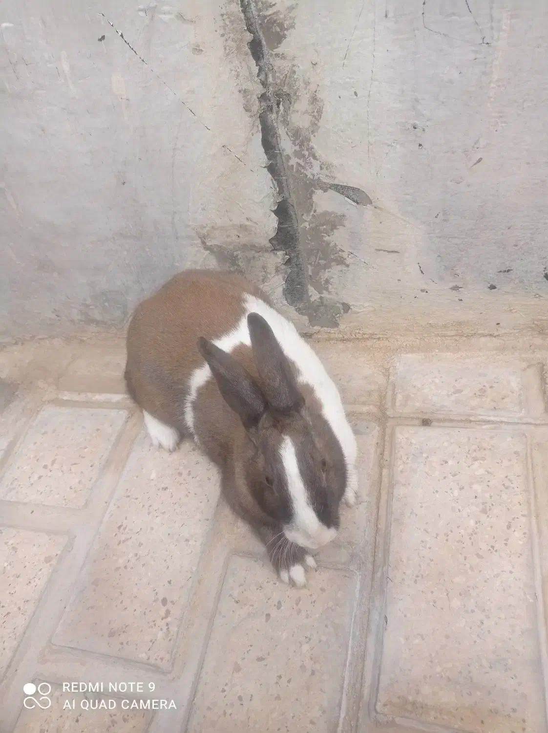 خرگوش نر و ماده|موش و خرگوش|الشتر, |دیوار