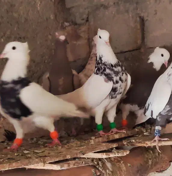 طوقی|پرنده|کنگاور, |دیوار