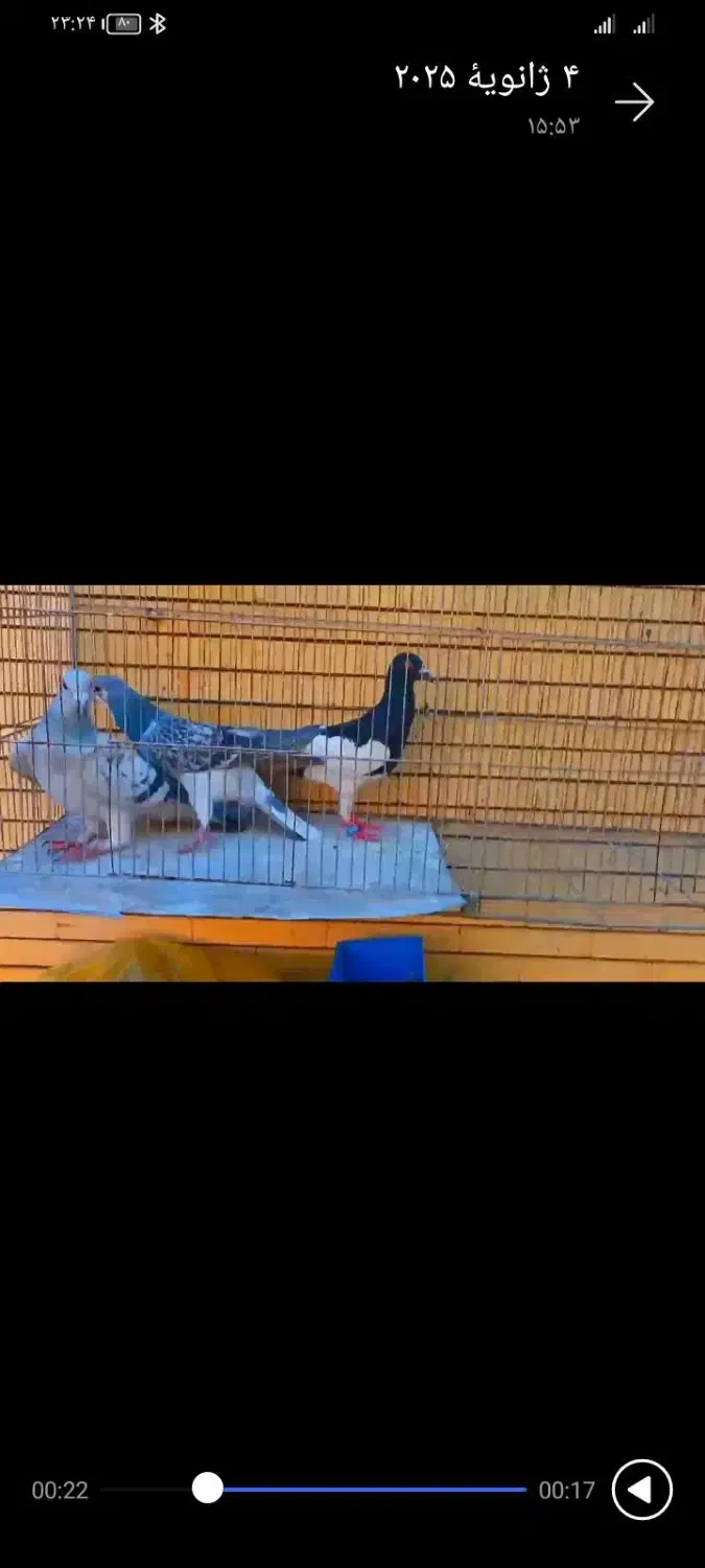 2تا نر سوراخ|پرنده|کرمان, |دیوار