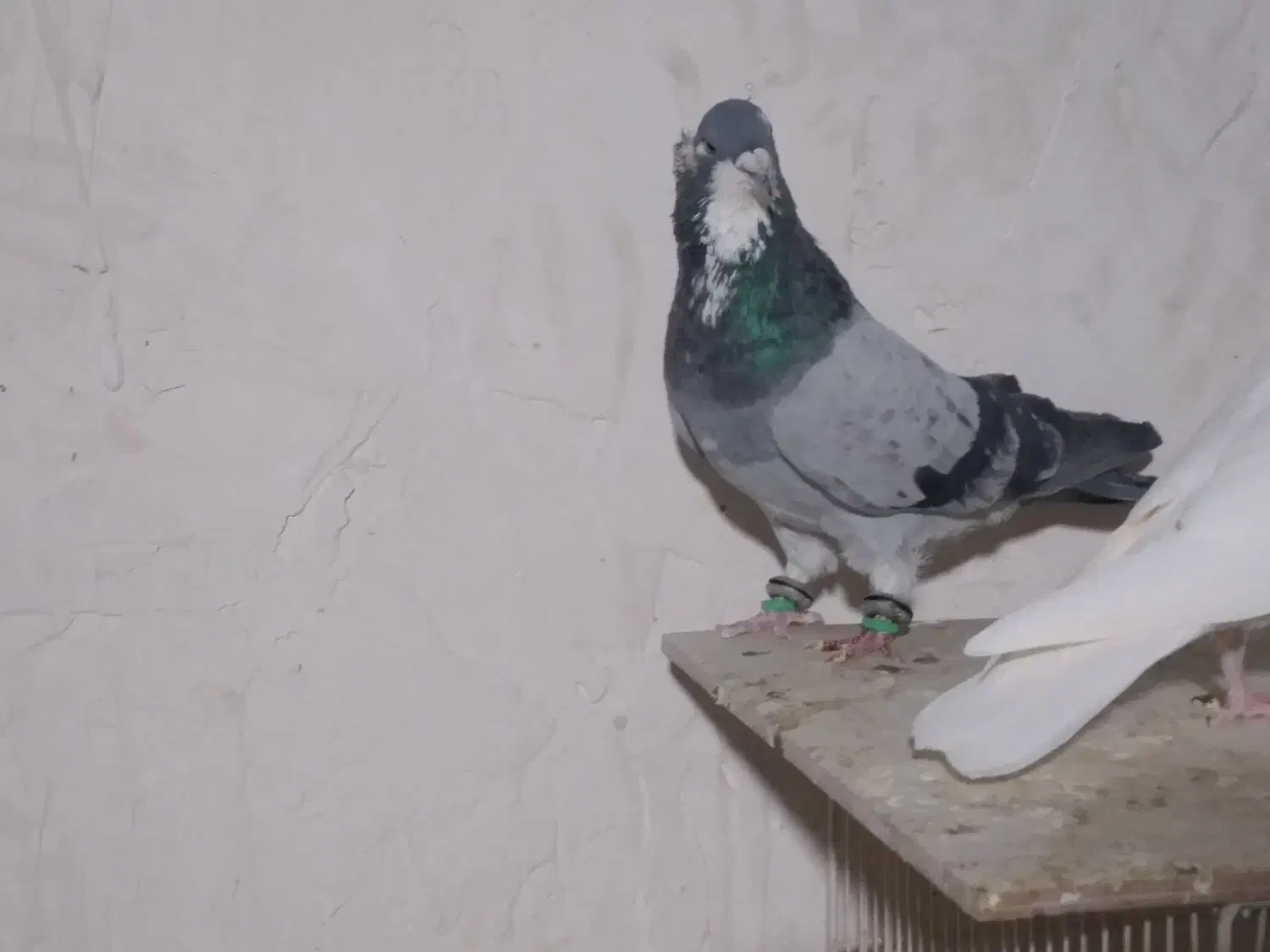 کفتر|پرنده|مشهد, تربیت (صدف)|دیوار