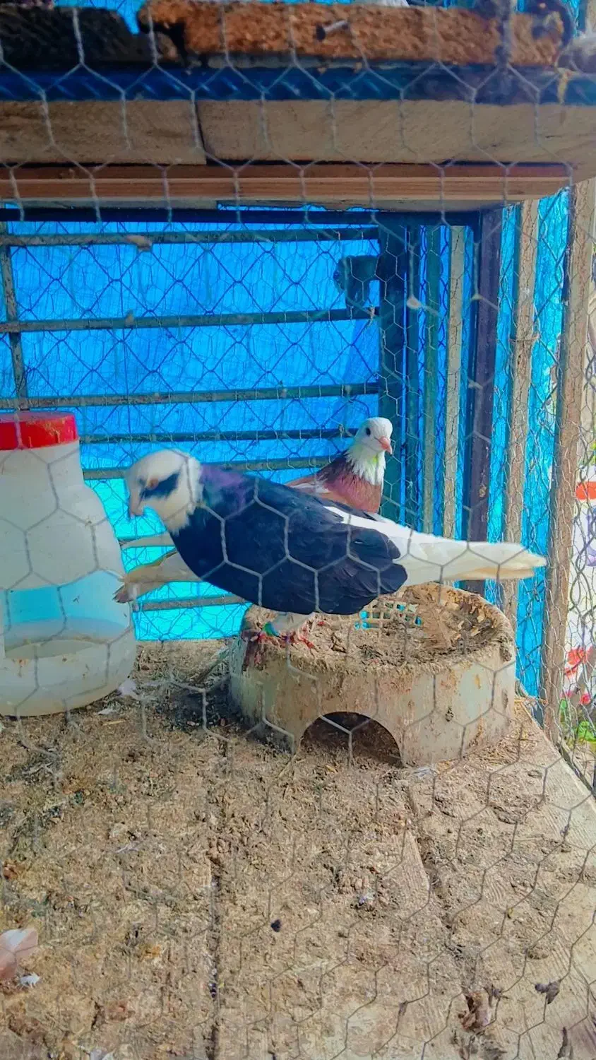 کبوتر پرشی|پرنده|نوشهر, |دیوار