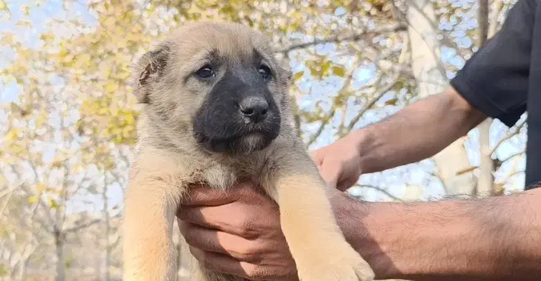 توله*سگ*های*سراب*اصیل|سگ|تهران, فلسطین (میدان انقلاب)|دیوار