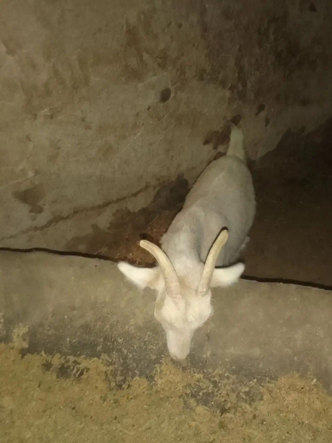 بزغاله ماده آبستن سانن|حیوانات مزرعه|لاران, |دیوار