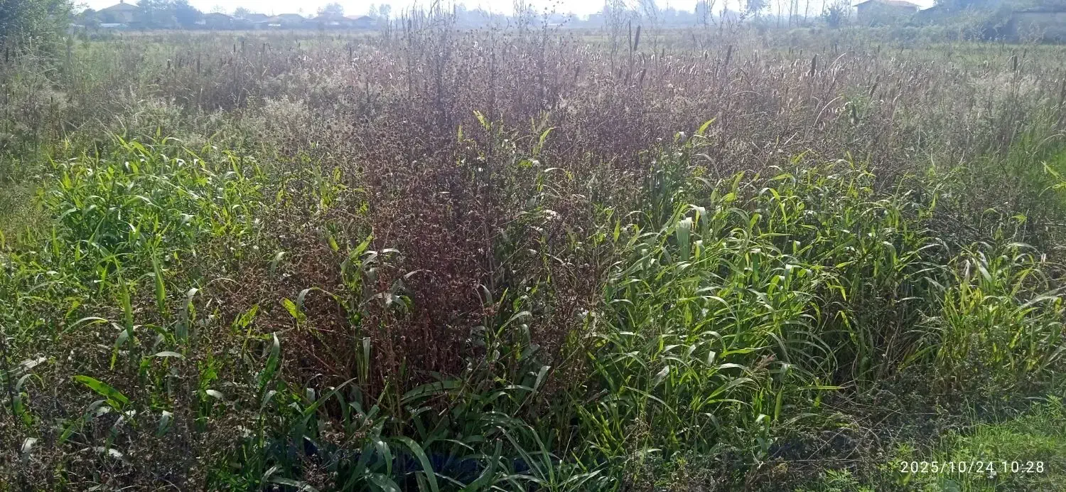 مزرعه‌کشاورزی400متر|فروش دفتر صنعتی، کشاورزی، تجاری|رودسر, |دیوار