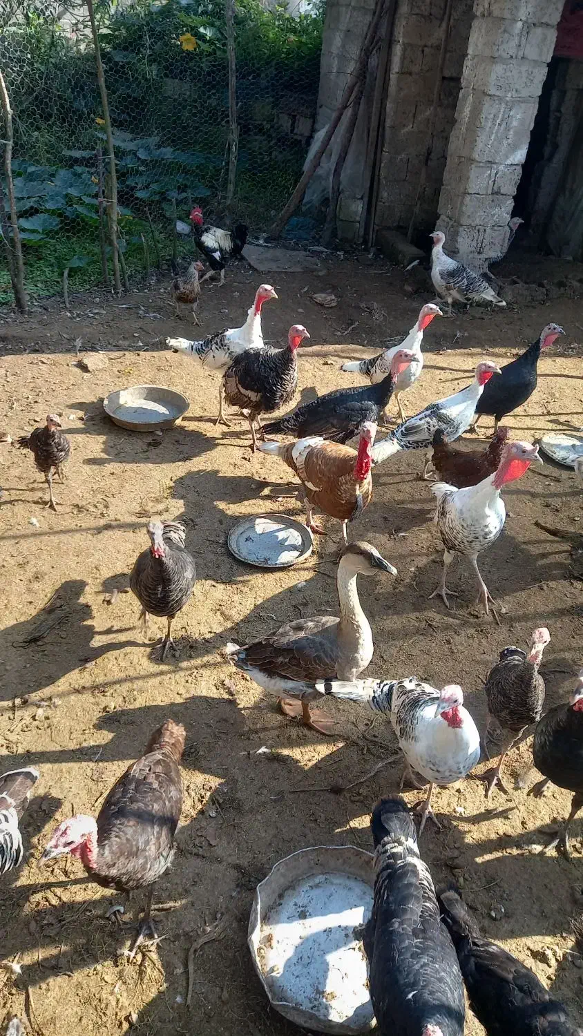 بوقلمون های نر و ماده|حیوانات مزرعه|سنگر, |دیوار