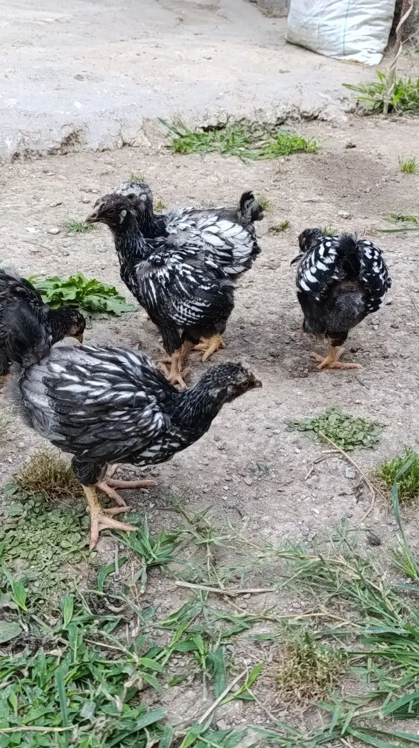 تخم و جوجه|حیوانات مزرعه|رشت, استقامت ۱|دیوار