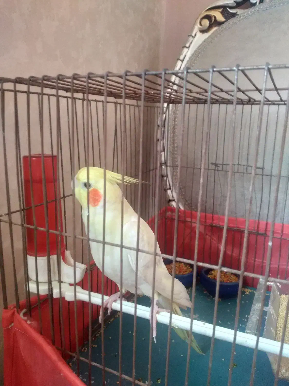 عروس هلندی قرص|پرنده|ری, جوانمرد قصاب|دیوار