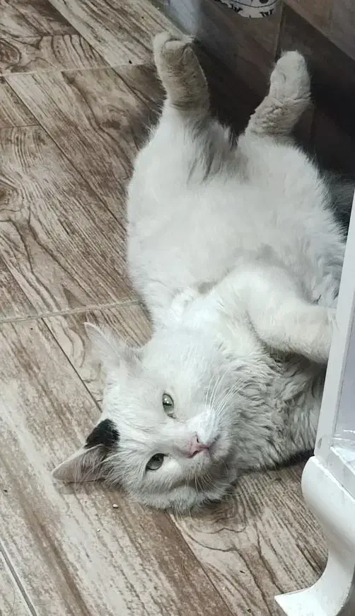 واگذاری گربه وان ترکیش پرشین|گربه|رشت, ولکس|دیوار