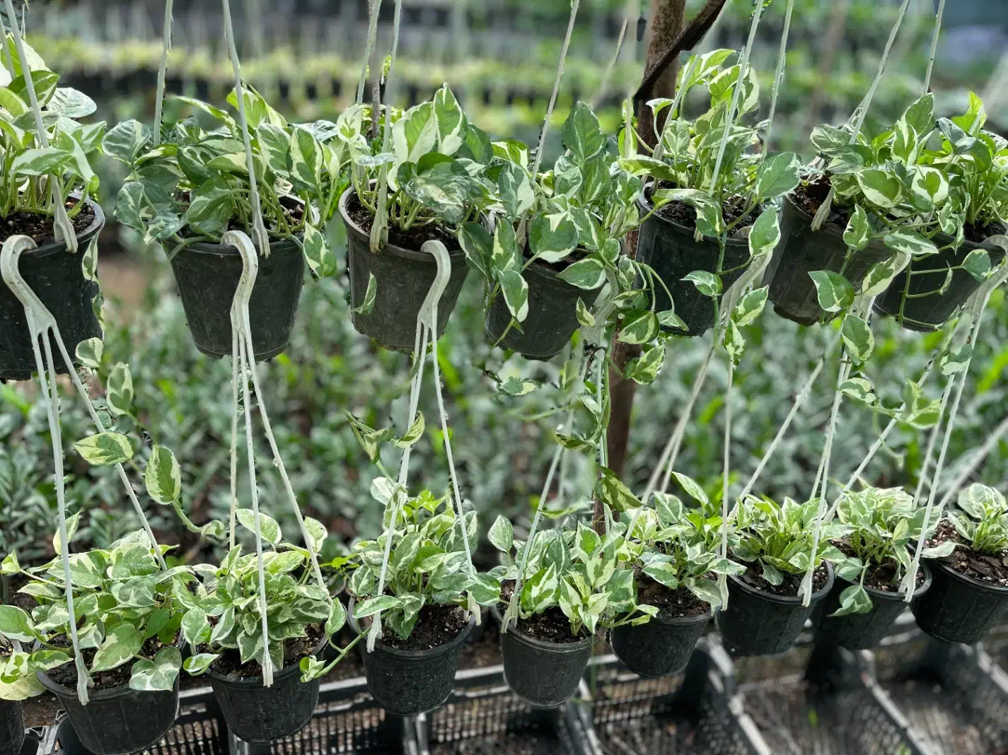 فروش تک و عمده انواع زاموفیلیا پتوس آگلونما|گل و گیاه طبیعی|نشتارود, |دیوار