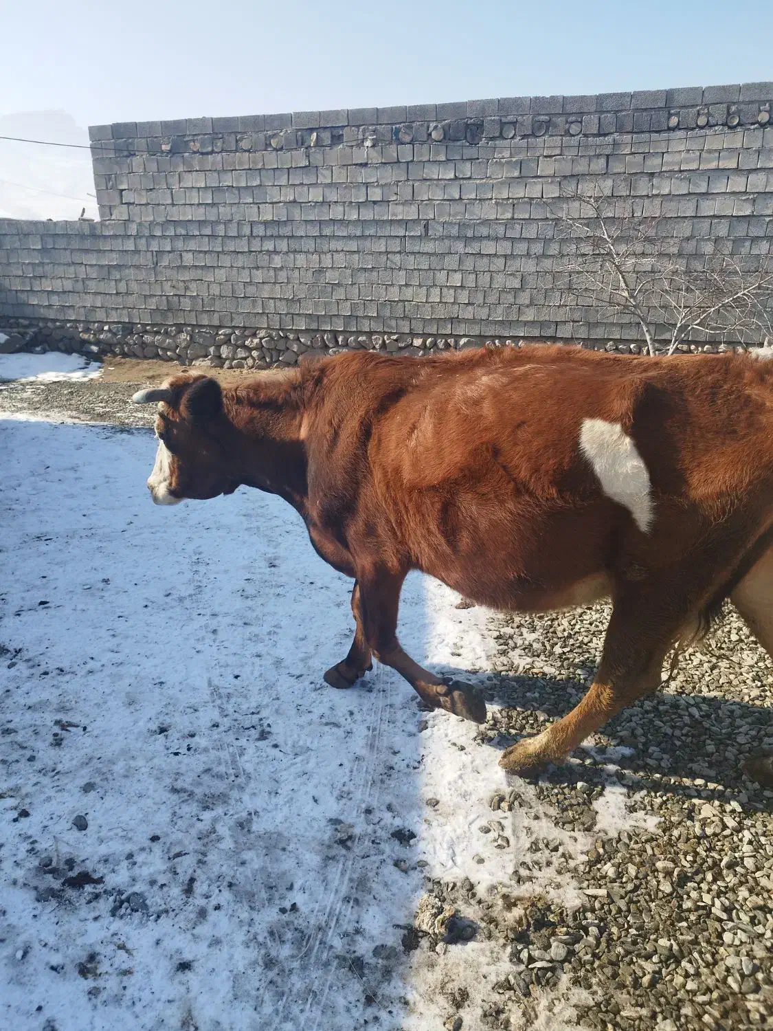 گاو گوشتی|حیوانات مزرعه|انزل, |دیوار