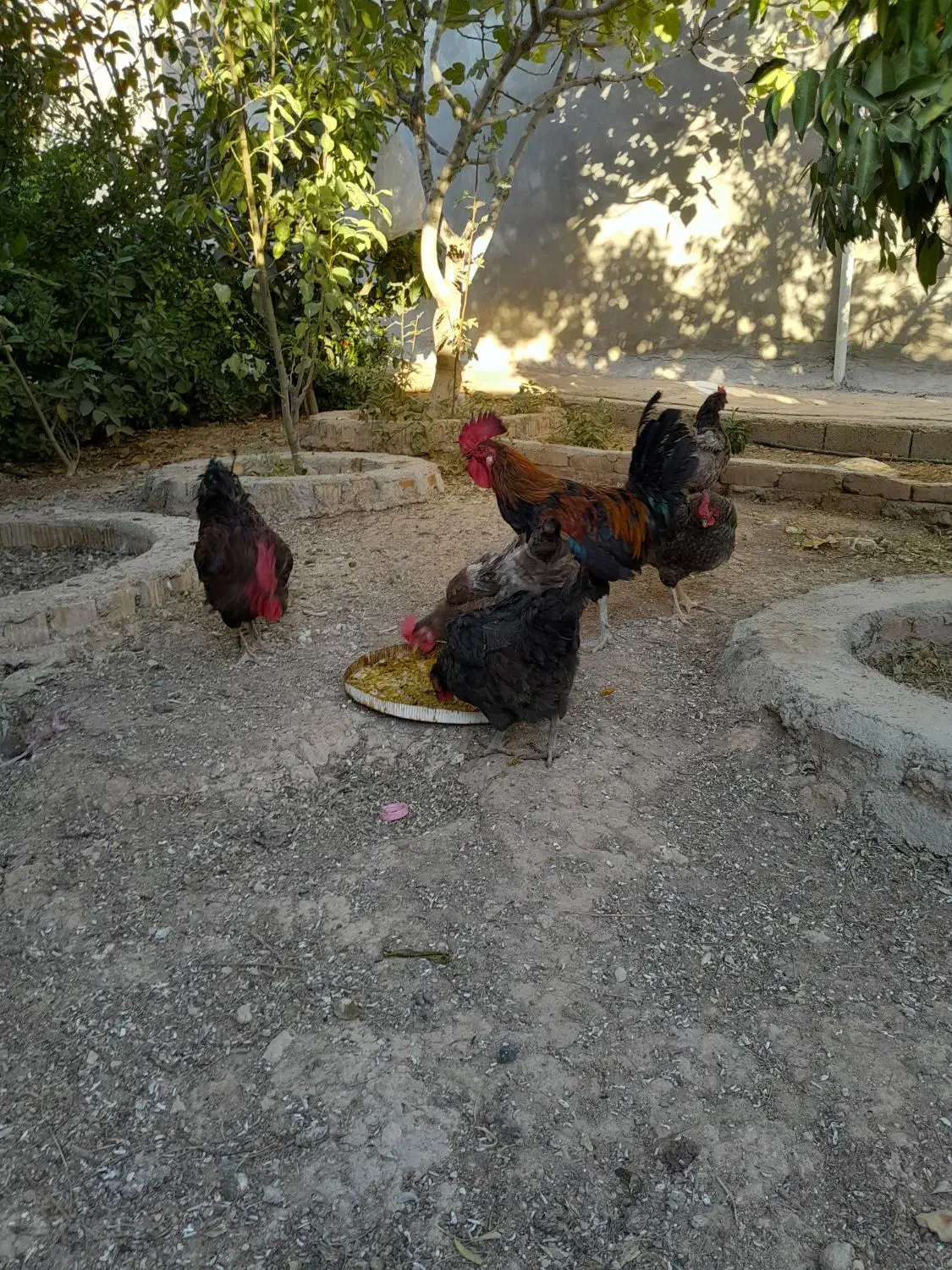 مرغ و خروس|پرنده|شیراز, دروازه قران|دیوار