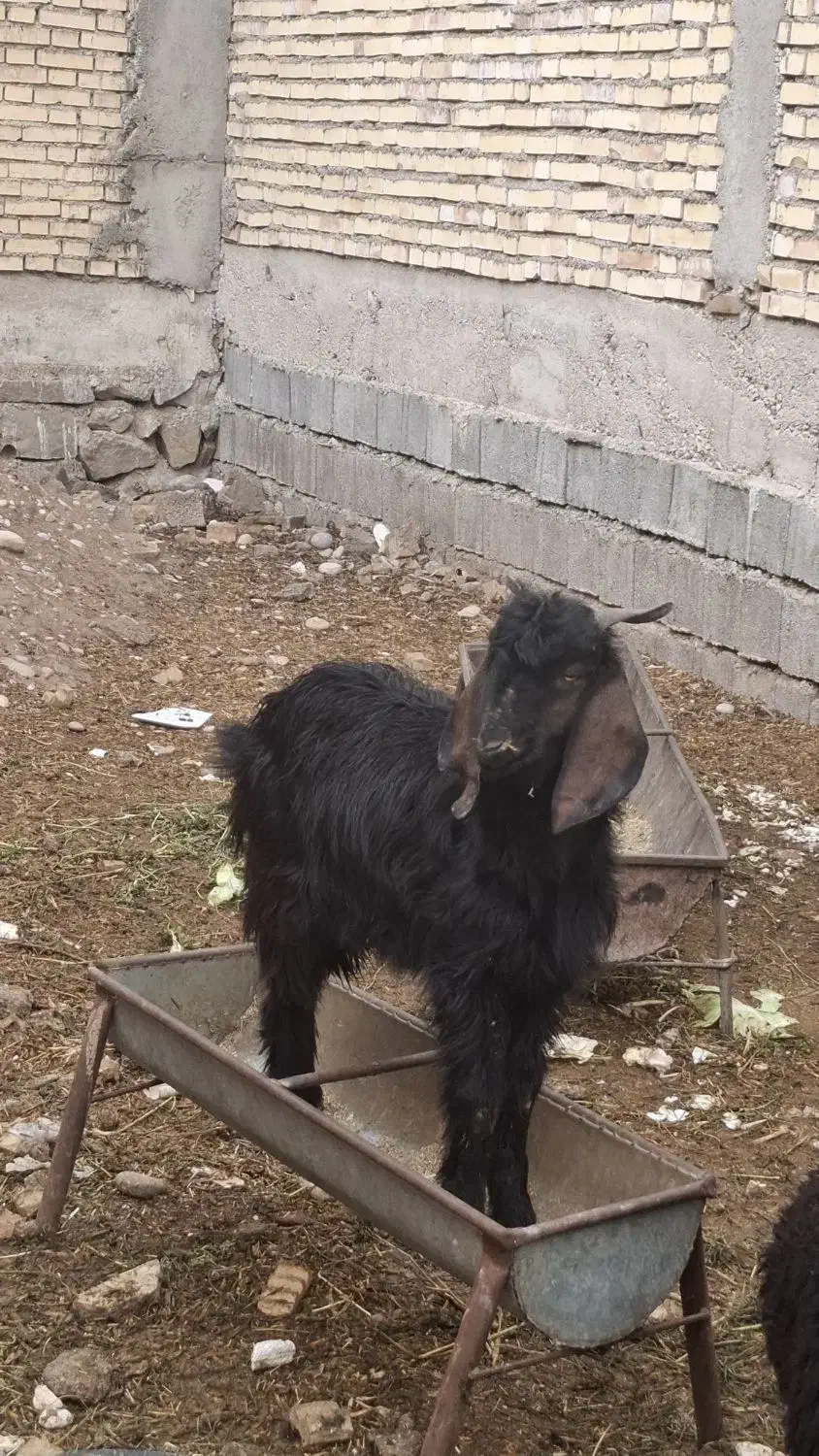 بزغاله|حیوانات مزرعه|دزفول, |دیوار