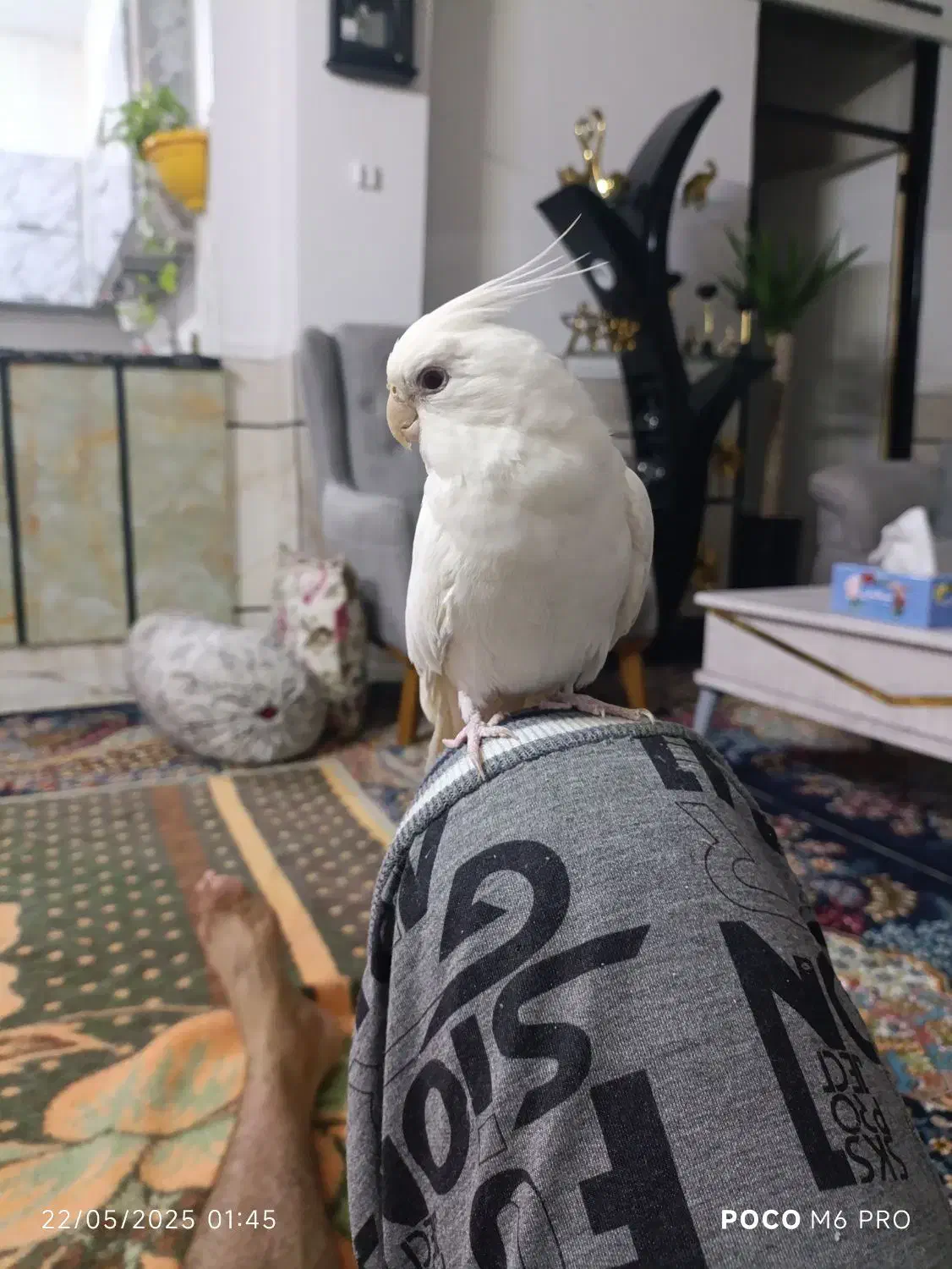 پرنده|پرنده|زابل, |دیوار