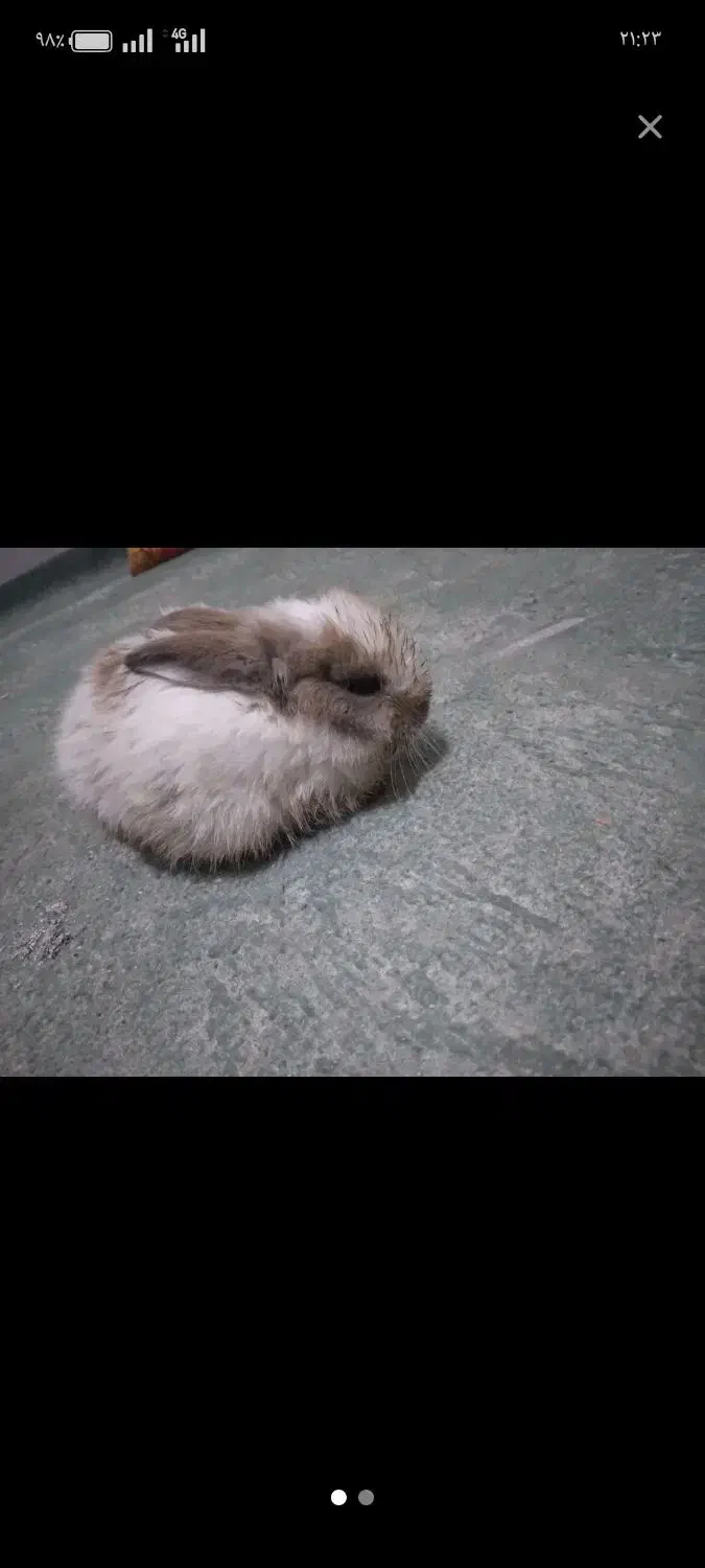 اسباب بازی|اسباببازی بچه|قائن, |دیوار