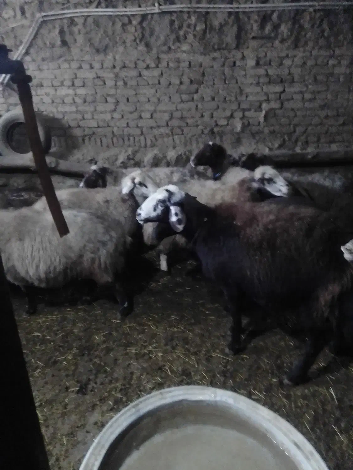 گوسفندابستن|حیوانات مزرعه|بلبان آباد, |دیوار