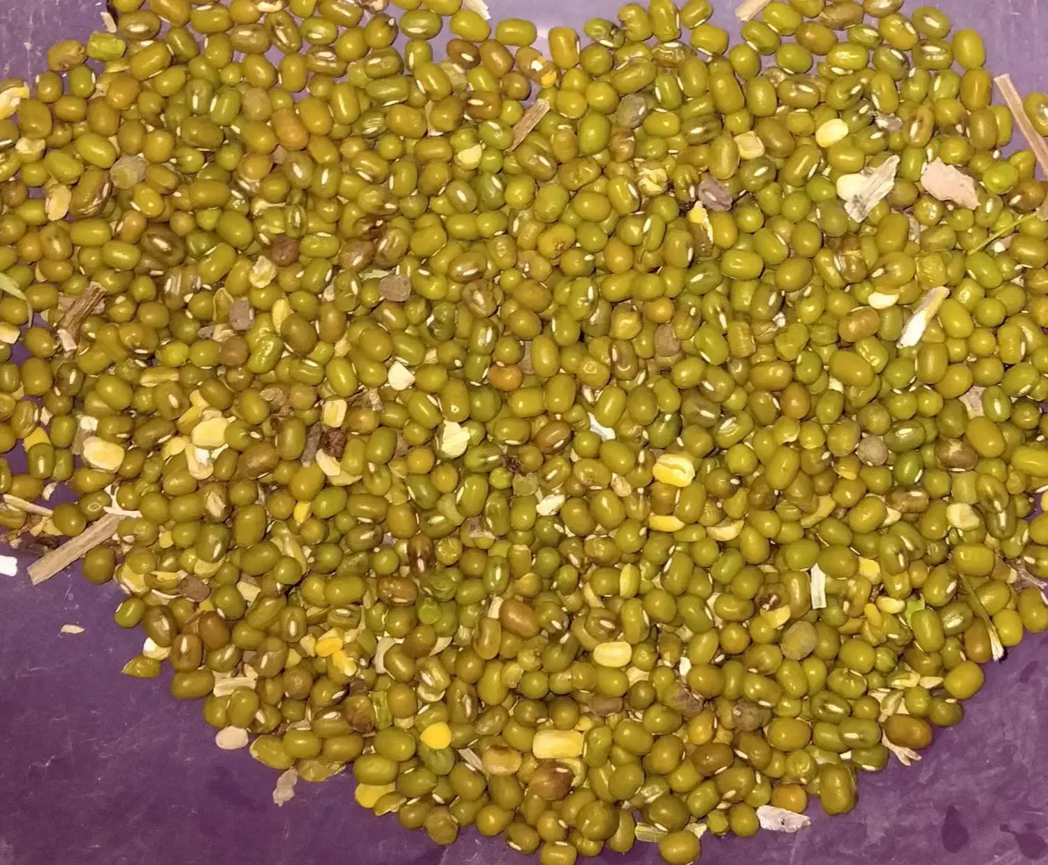 ماش درشت پزا|عمده‌فروشی|فسارود, |دیوار