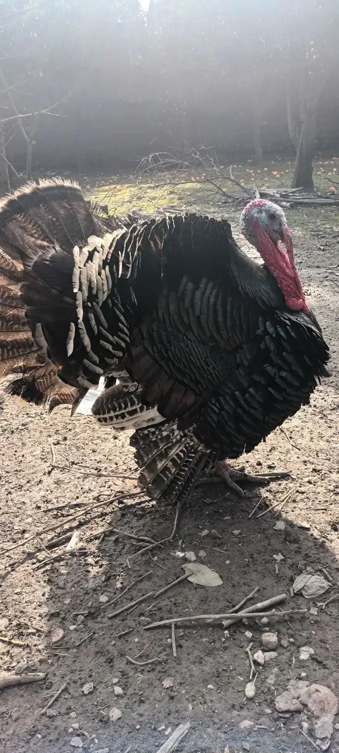 بوقلمون|حیوانات مزرعه|نوشهر, |دیوار