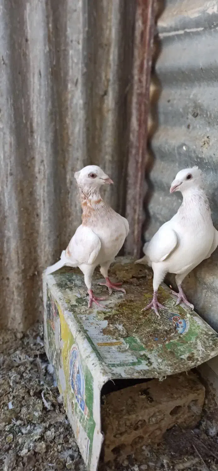 کفترجفتگاه و المانی|پرنده|مشهد, سرافرازان|دیوار