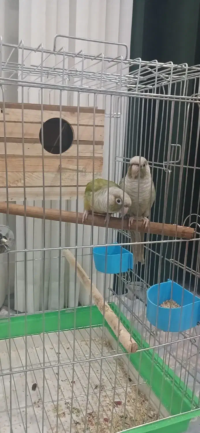 گیرینچیک|پرنده|محمدشهر, شهرک پیام (مهرالبرز)|دیوار