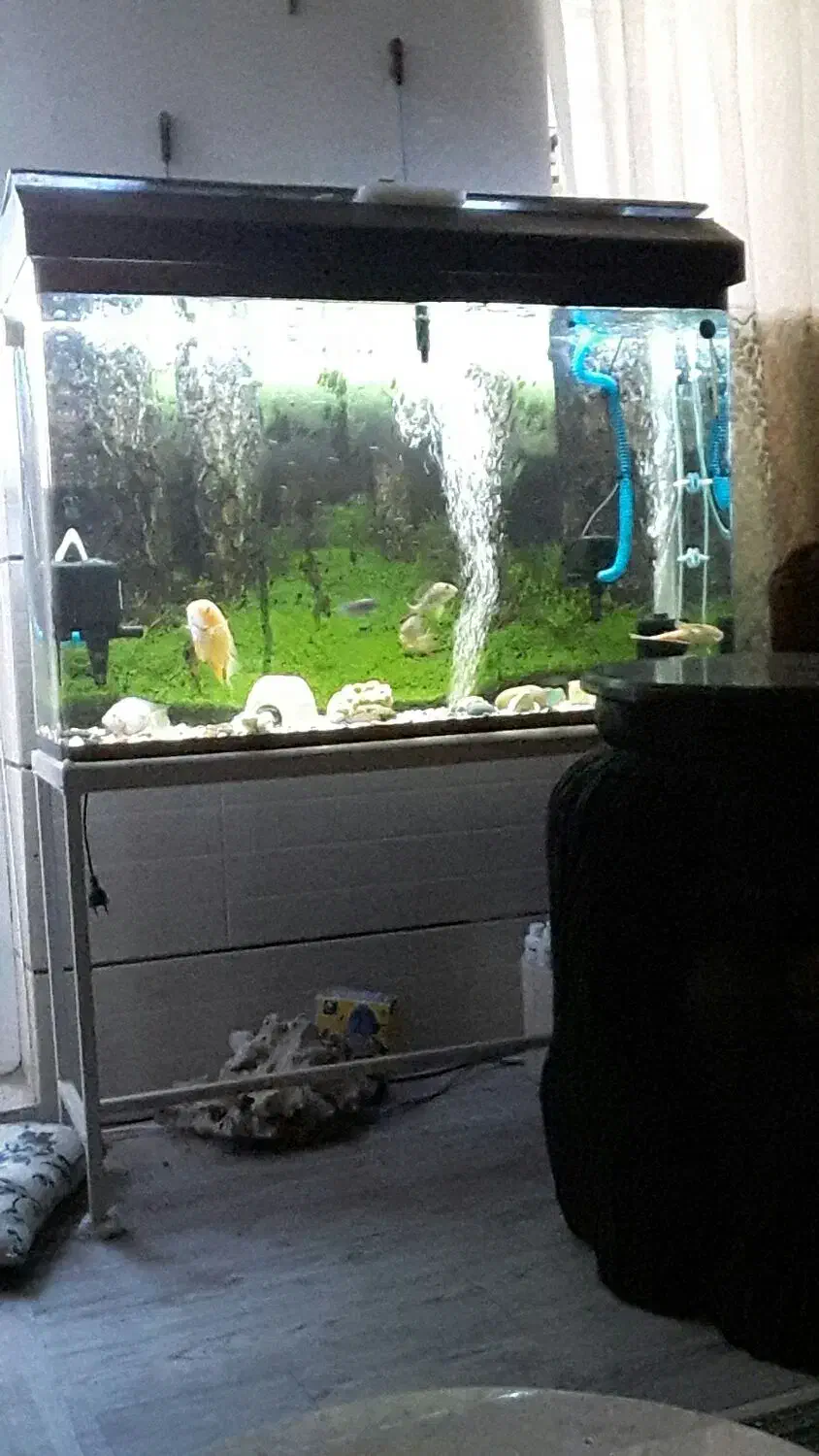 ماهی چانا ماهی لجن خوار|ماهی|شیراز, شهرک رضوان|دیوار