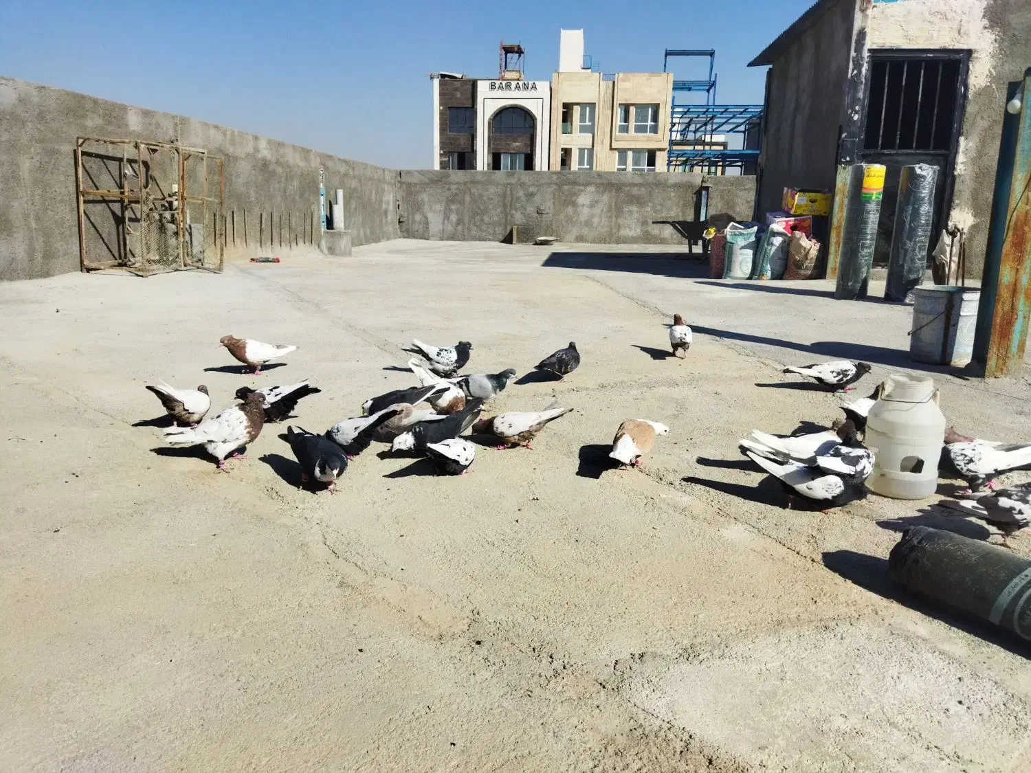 سلام تعدادی کله سینه فروشی 4تا مادبقیه نر|پرنده|مشهد, امیریه|دیوار