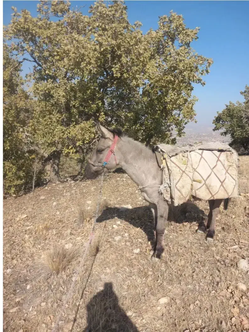 باسلام خدمت شما دوستان عزیز دو راس قاطر جوان اصیل|حیوانات مزرعه|یاسوج, |دیوار