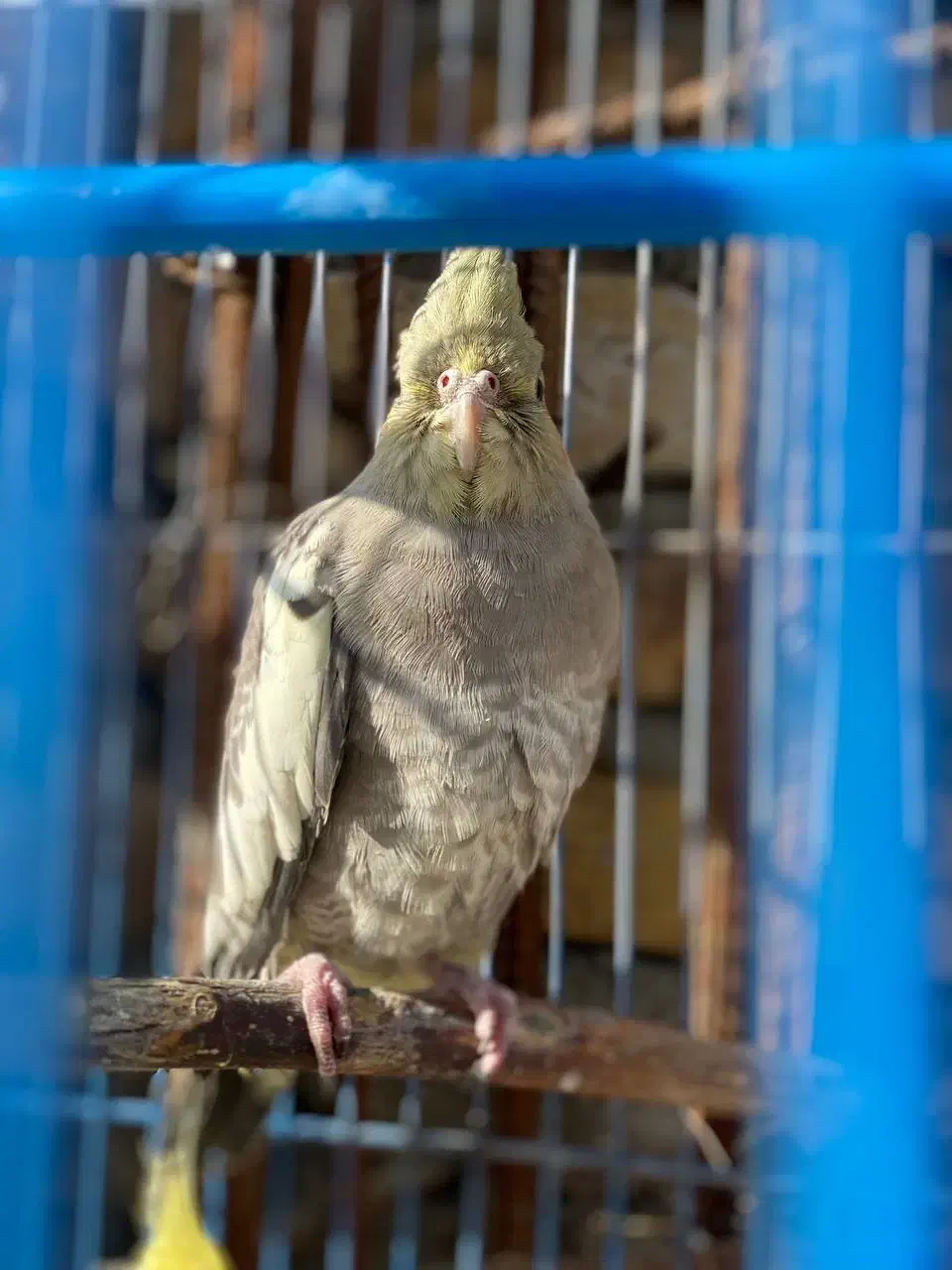 عروس هلندی آماده نصب کشی|پرنده|نهاوند, |دیوار