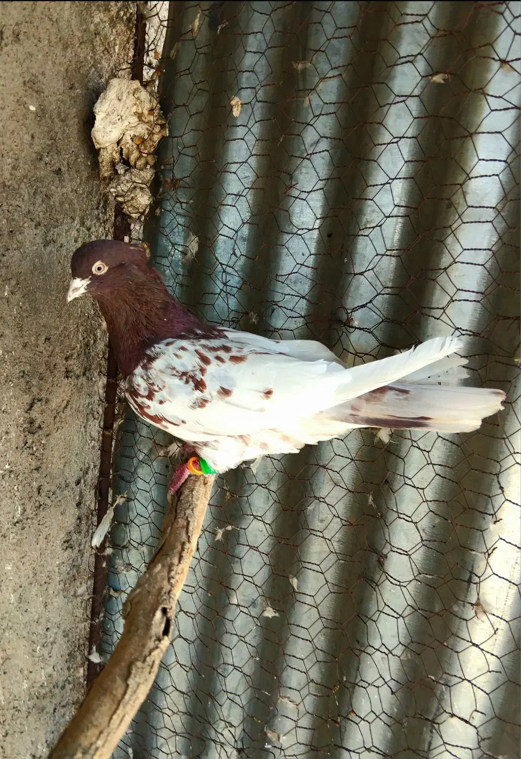 کبوتر|پرنده|تاکستان, |دیوار